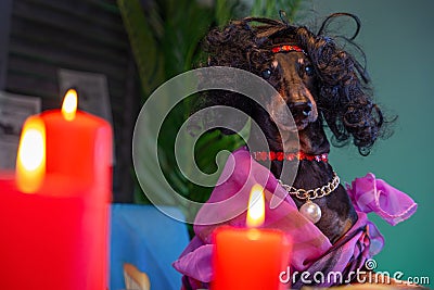 Fortune teller dog sits at table with candles, Halloween ritual, dream boarding Stock Photo