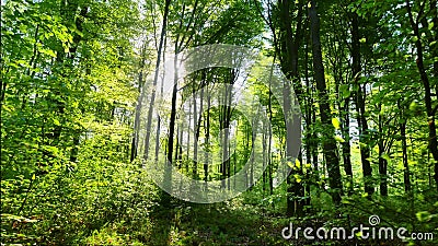 Forêt de ressort dans le foilage vert luxuriant inondée par les rayons chauds du soleil, cardan tiré clips vidéos Forêt de ressort dans le foilage vert luxuriant inondée par les rayons chauds du soleil, cardan tiré clips vidéos