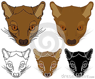 Fossa, Animal of Madagascar in face view Vector Illustration