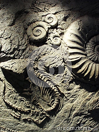 Fossil Stock Photo