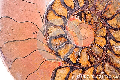 Fossil ammonite Stock Photo