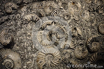 Fossil Amorites Stock Photo