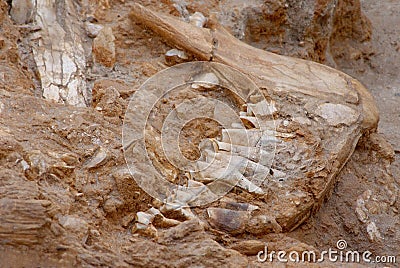 Fossil bones Stock Photo