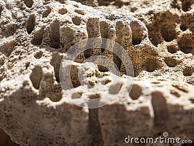 Fossil coral close up from tertiary period. Stock Photo