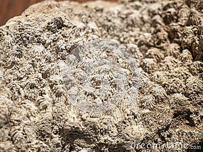 Fossil coral close up from tertiary period. Stock Photo