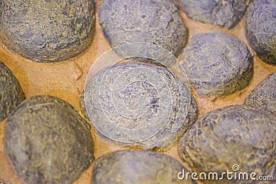 Fossil of dinosaur eggs. Editorial Stock Photo