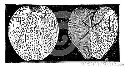 Fossil echinoderms, vintage engraving Vector Illustration