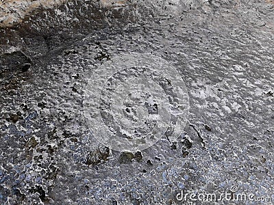Tiny Fossil Embedded in Wet Rock Surface with Rough Textured Background Stock Photo