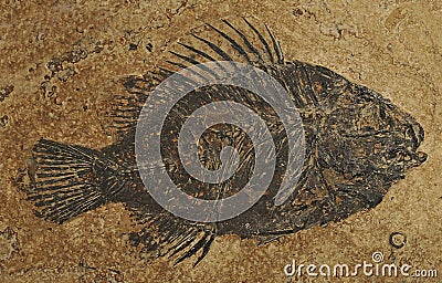 Fossil fish -Priscacara Stock Photo