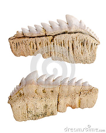 Fossil fossilized shark teeth. Isolated Stock Photo