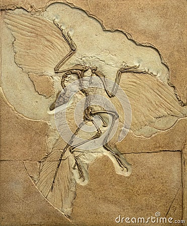 Fossil imprint of archaeopteryx showing bones and feathers Editorial Stock Photo