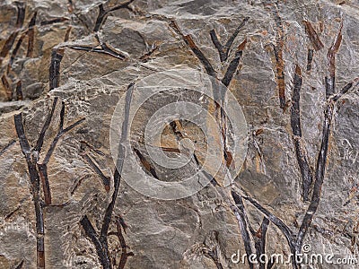 Fossil imprint of prehistorical plants stems Stock Photo