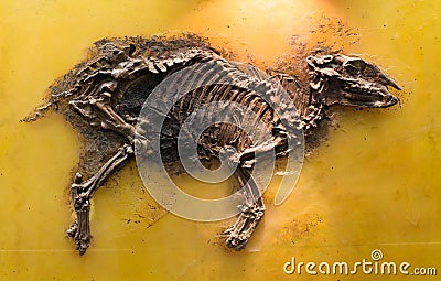 Fossil of mammal skeleton Editorial Stock Photo