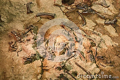 Fossil of Phuwiangosaurus sirindhornae at Sirindhorn Museum , Kalasin , Thailand . Near complete fossil Editorial Stock Photo