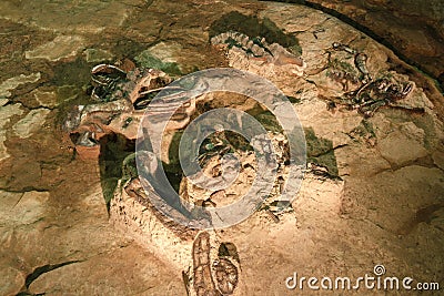 Fossil of Phuwiangosaurus sirindhornae at Sirindhorn Museum , Kalasin , Thailand . Near complete fossil Editorial Stock Photo