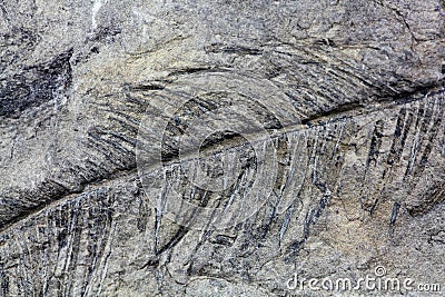 Fossil Plant Stock Photo