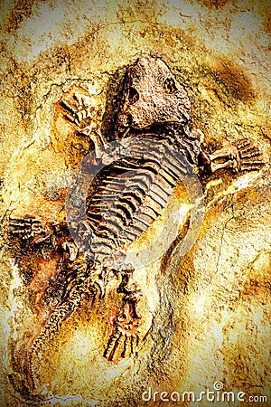 Fossil Stock Photo