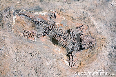 Fossil of prehistoric lizard skeleton on the rock Stock Photo