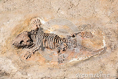 Fossil of prehistoric lizard skeleton on the rock Stock Photo