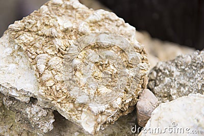 Fossil remains of clams at Krabi Stock Photo