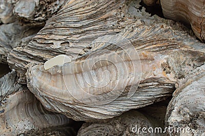 Fossil remains of shell. Stock Photo