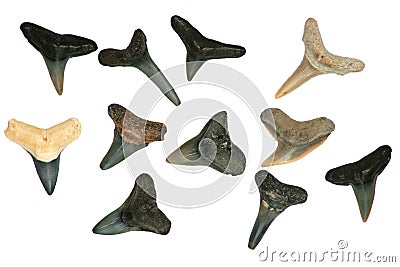Fossil Shark's Teeth. Stock Photo