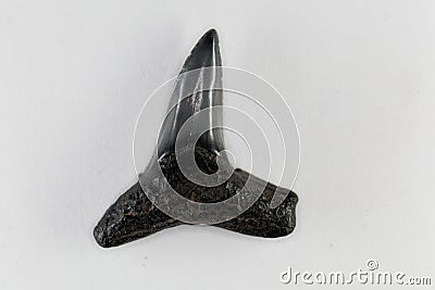 Fossil shark tooth of Eocene age from Florida, USA Stock Photo