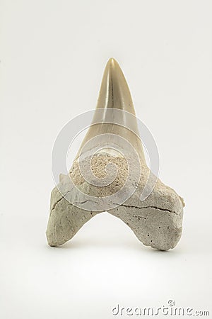 Fossil shark tooth isolated on a white background Stock Photo