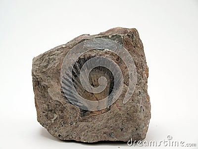 Fossil Shell Stock Photo