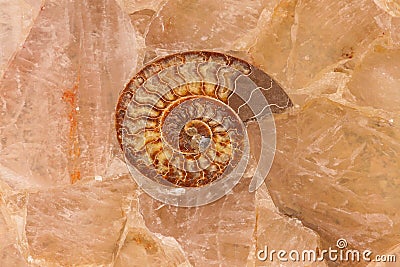 Fossil shell Stock Photo