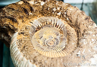 Fossil shell Stock Photo