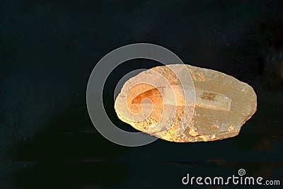 A fossil spinosaur tooth. High quality photo Stock Photo