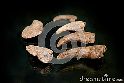 A fossil spinosaur tooth. High quality photo Stock Photo