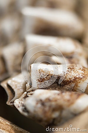 Fossil teeth Stock Photo