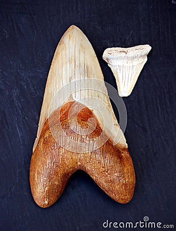 Fossil Teeth Stock Photo