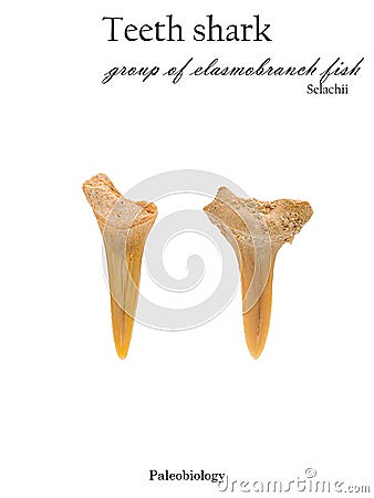 Fossil teeth fish shark isolated Stock Photo