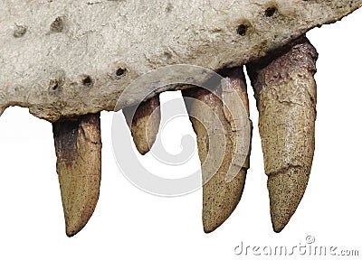 Fossil teeth and jaw bone of dinosaur isolated. Stock Photo