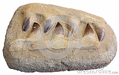 Fossil teeth mosasaur Stock Photo