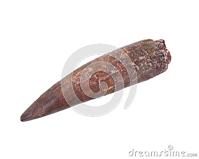 Fossil Tooth Stock Photo