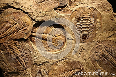 Fossil trilobite imprint in the sediment. Stock Photo