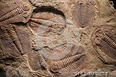 Fossil trilobite imprint in the sediment Stock Photo