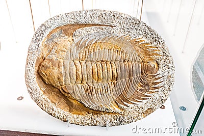 Fossil trilobite imprint in stone Stock Photo