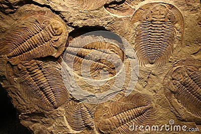 Fossil trilobite imprinted in the sediment. Stock Photo