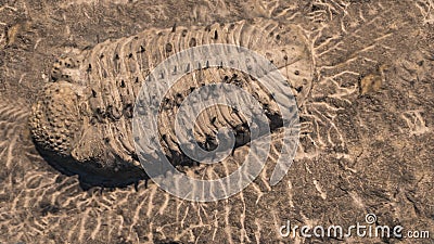 Fossil trilobites imprinted in the sediment. 4 Billion Year old Trilobite Stock Photo