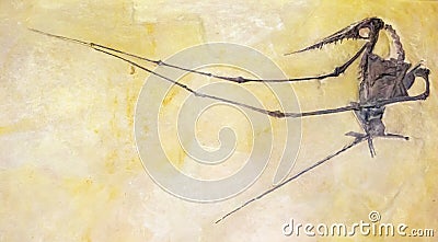 Fossil of a winged prehistoric reptile Stock Photo