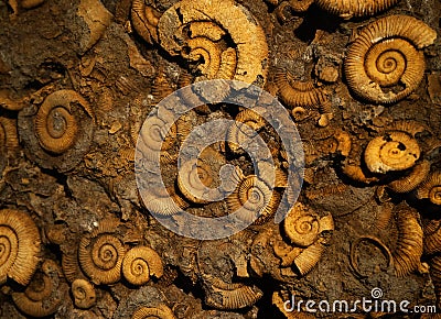 The fossiles of Ammonites in rock Stock Photo