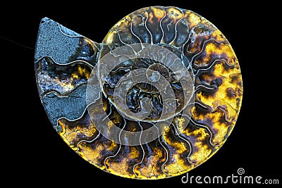 A fossilized gemstone ammonite cross-section displays texture.Nautilus fossil. Stock Photo