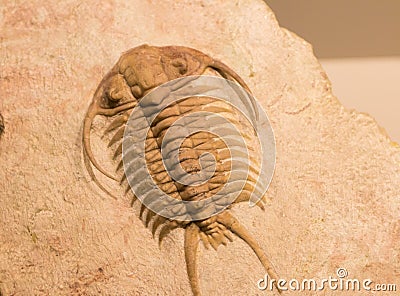 A fossilized imprint of a trilobite. Stock Photo