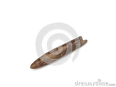 Fossilized remains of belemnite on a white background Stock Photo