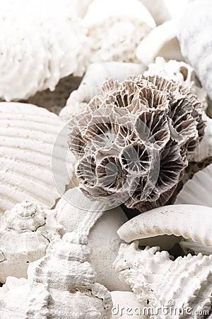 Fossilized seashell background Stock Photo